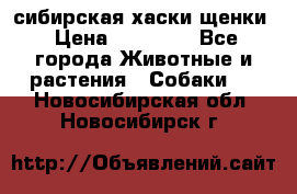 сибирская хаски щенки › Цена ­ 10 000 - Все города Животные и растения » Собаки   . Новосибирская обл.,Новосибирск г.